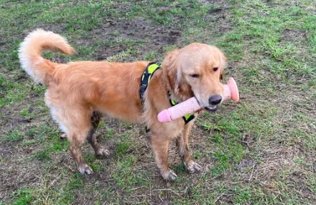 Cane con un sex toy in bocca